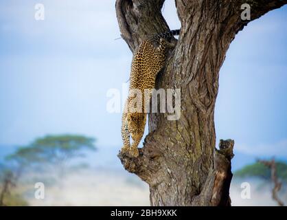 Blick auf Leopard (Panthera pardus), der Baum hinunter geht, Serengeti Nationalpark, Tansania, Afrika Stockfoto