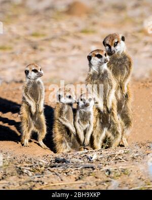 Nahaufnahme der Familie Meerkat (Suricata suricatta), Kgalagadi Transfrontier Park, Namibia, Afrika Stockfoto