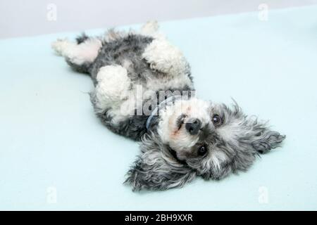 Der ältere Croosbreed des Pudel und Shi Tzu liegt im Bett auf der Bettdecke und sieht niedlich und glücklich aus. Stockfoto