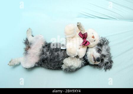 Der ältere Croosbreed des Pudel und Shi Tzu liegt mit seinem Teddybären auf dem Bett und sieht niedlich und glücklich aus. Stockfoto