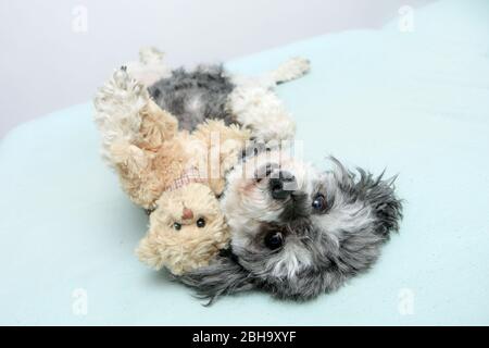 Der ältere Croosbreed des Pudel und Shi Tzu liegt mit seinem Teddybären auf dem Bett und sieht niedlich und glücklich aus. Stockfoto