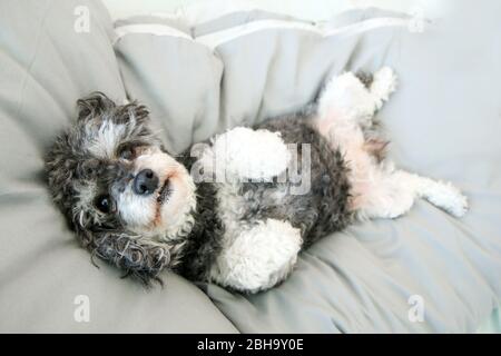 Der ältere Croosbreed des Pudel und Shi Tzu liegt im Bett auf der Bettdecke und sieht niedlich und glücklich aus. Stockfoto