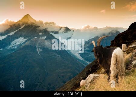 Walliser Schwarzhalsziege über der Täschhütte bei Zermatt, Blick Richtung Weißhorn Stockfoto