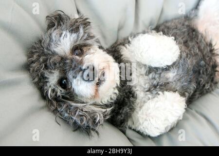 Der ältere Croosbreed des Pudel und Shi Tzu liegt im Bett auf der Bettdecke und sieht niedlich und glücklich aus. Stockfoto