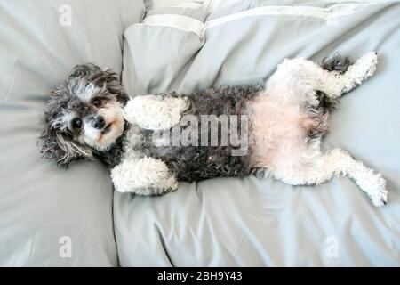 Der ältere Croosbreed des Pudel und Shi Tzu liegt im Bett auf der Bettdecke und sieht niedlich und glücklich aus. Stockfoto