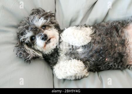 Der ältere Croosbreed des Pudel und Shi Tzu liegt im Bett auf der Bettdecke und sieht niedlich und glücklich aus. Stockfoto