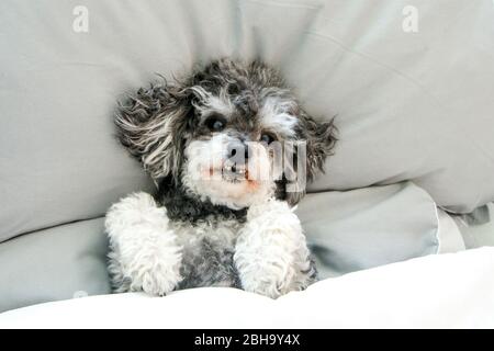 Der ältere Croosbreed des Pudel und Shi Tzu liegt im Bett auf der Bettdecke und sieht niedlich und glücklich aus. Stockfoto