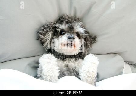 Der ältere Croosbreed des Pudel und Shi Tzu liegt im Bett auf der Bettdecke und sieht niedlich und glücklich aus. Stockfoto