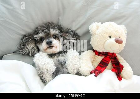 Der ältere Croosbreed des Pudel und Shi Tzu liegt mit seinem Teddybären auf dem Bett und sieht niedlich und glücklich aus. Stockfoto