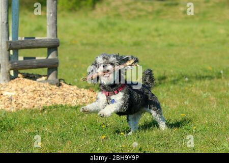 Ein Bild des glücklichen erwachsenen Mischlingshudes von Pudel und Shi Tzu, der mit einem Holzstock im Mund auf der Wiese läuft. Stockfoto