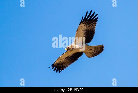 Blick auf den Rotkopffalken (Falco chicquera) Kgalagadi Transfrontier Park, Namibia, Afrika Stockfoto