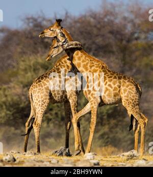 Nahaufnahme von zwei südlichen Giraffen (Giraffa giraffa), Etosha Nationalpark, Namibia, Afrika Stockfoto