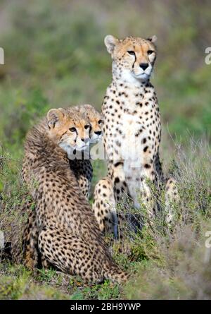 Ansicht von drei Geparden (Acinonyx jubatus), Ngorongoro Conservation Area, Tansania, Afrika Stockfoto