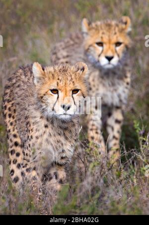 Blick auf zwei junge Geparden (Acinonyx jubatus), Ngorongoro Conservation Area, Tansania, Afrika Stockfoto