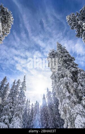 Puchberg am Schneeberg: Schneebedeckte Fichte, Nadelbaum in Wien Alpen, Alpen, Niederösterreich, Niederösterreich, Österreich Stockfoto