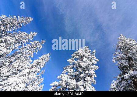 Puchberg am Schneeberg: Schneebedeckte Fichte, Nadelbaum in Wien Alpen, Alpen, Niederösterreich, Niederösterreich, Österreich Stockfoto