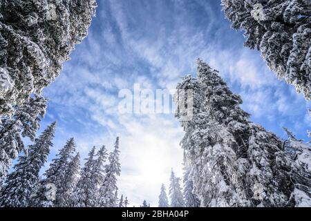 Puchberg am Schneeberg: Schneebedeckte Fichte, Nadelbaum in Wien Alpen, Alpen, Niederösterreich, Niederösterreich, Österreich Stockfoto