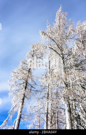 Puchberg am Schneeberg: Schneebedeckter Laubbaum in Wien Alpen, Alpen, Niederösterreich, Niederösterreich, Österreich Stockfoto