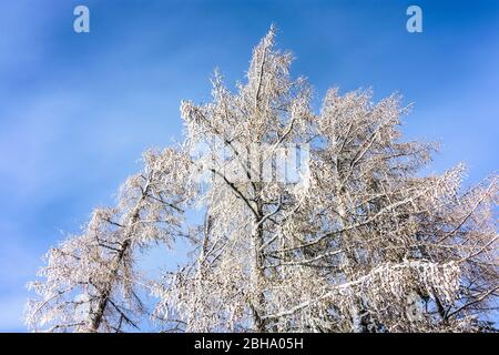 Puchberg am Schneeberg: Schneebedeckter Laubbaum in Wien Alpen, Alpen, Niederösterreich, Niederösterreich, Österreich Stockfoto