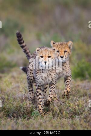 Gepardenjunge (Acinonyx jubatus) laufen in Richtung Kamera, Ngorongoro Conservation Area, Tansania Stockfoto