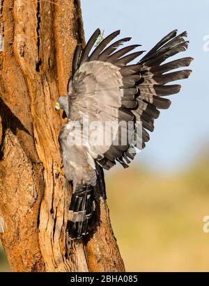 African Weihrauchfalke oder gymnogene (Polyboroides typus), Tarangire National Park, Tansania Stockfoto