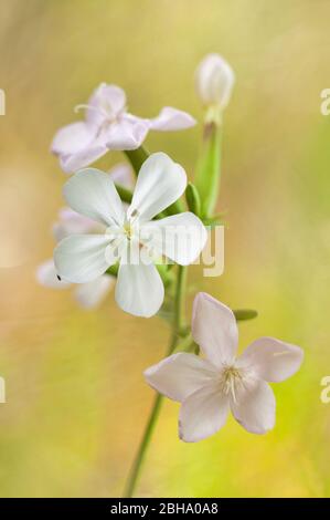 Seifenkraut, Saponaria officinalis, Nahaufnahme Stockfoto