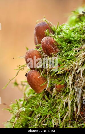 Glimmermütze, Coprinus micaceus, auf einem Baumstumpf Stockfoto