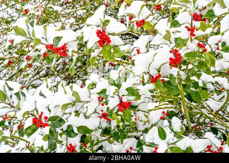 Schnee auf Stechpalm mit roten Beeren Stockfoto