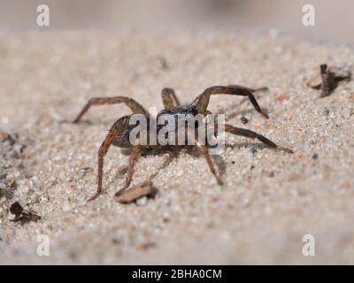 Wolfsspinne im Sand Stockfoto