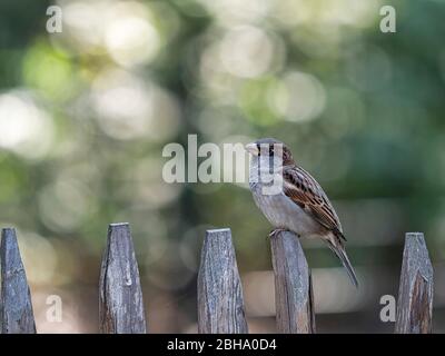 Haus Sparrow / English Sparrow, Passer domesticus auf einem Holzzaun Stockfoto