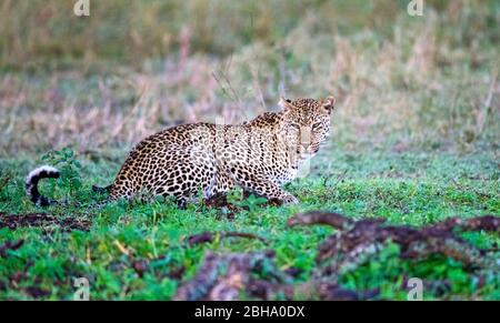 Leopard (Panthera Pardus), Serengeti Nationalpark, Tansania Stockfoto