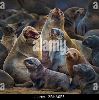 Kap-Pelzrobben (Arctocephalus pusillus) Kolonie, Cape Cross, Namibia Stockfoto