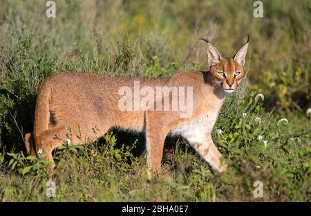 Caracal (Caracal caracal), Ngorongoro Conservation Area, Tansania Stockfoto