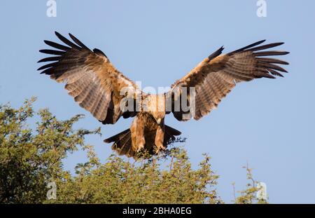 Waldadler (Aquila rapax), der über Bäumen fliegt, Kgalagadi Transfrontier Park, Namibia Stockfoto