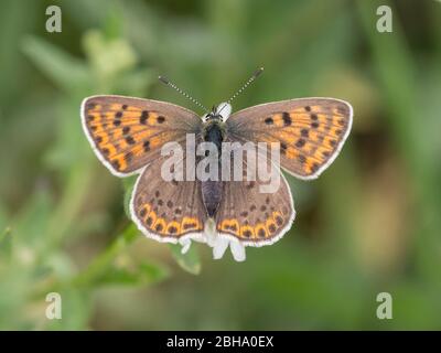 Rußiges Kupfer, Lycaena tityrus, auf einer Pflanze sitzend Stockfoto