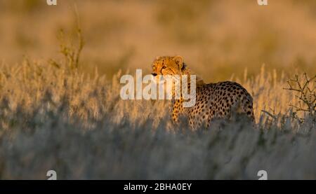 Cheetah (Acinonyx jubatus), Kgalagadi Transfrontier Park, Namibia Stockfoto