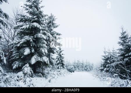 Fichtenwald im Schnee, Naturpark Arnsberger Wald, Sauerland, Deutschland Stockfoto