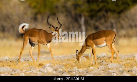 Männliche und weibliche Impala (Aepyceros melampus) Antilopen, Etosha Nationalpark, Namibia Stockfoto