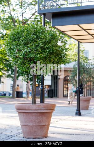 Dekorativer Zitrusbaum in Topf auf der Straße in der Nähe des Eingangs zum Gebäude. Tontopf mit Buschpflanze, im Freien. Stockfoto