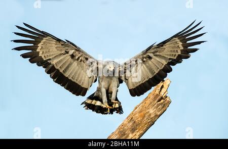 African Weihrauchfalke oder gymnogene (Polyboroides typus) fliegen in Richtung Zweig, Tarangire Nationalpark, Tansania Stockfoto