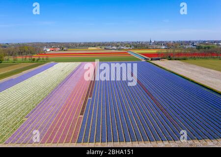 Drohne arial Foto von einem schönen lila mit rosa und Weißes Hyazinthfeld in der Nähe des Keukenhof lisse Stockfoto