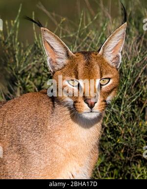 Caracal (Caracal caracal) Blick auf Kamera, Ngorongoro Conservation Area, Tansania Stockfoto