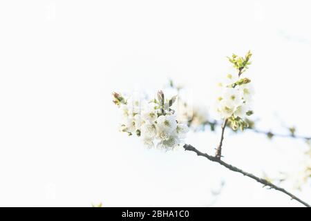 Blüte abstrakt, Blüten einer Sauerkirsche, Prunus cerasus Stockfoto