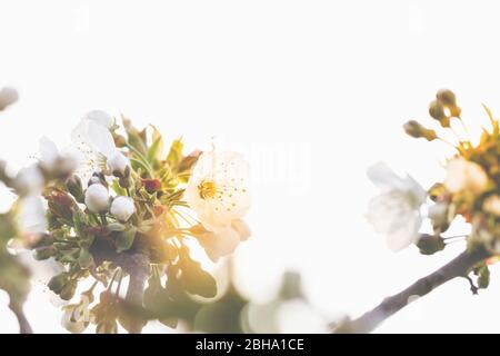 Blüte abstrakt, Blüten einer Sauerkirsche, Prunus cerasus Stockfoto