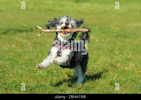 Ein Bild des glücklichen erwachsenen Mischlingshudes von Pudel und Shi Tzu, der mit einem Holzstock im Mund auf der Wiese läuft. Stockfoto