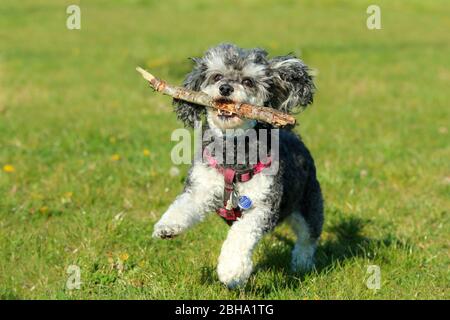 Ein Bild des glücklichen erwachsenen Mischlingshudes von Pudel und Shi Tzu, der mit einem Holzstock im Mund auf der Wiese läuft. Stockfoto