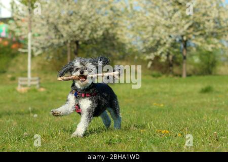 Ein Bild des glücklichen erwachsenen Mischlingshudes von Pudel und Shi Tzu, der mit einem Holzstock im Mund auf der Wiese läuft. Stockfoto