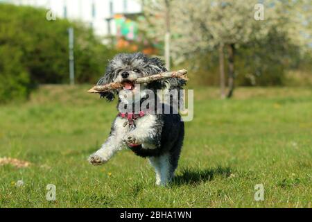 Ein Bild des glücklichen erwachsenen Mischlingshudes von Pudel und Shi Tzu, der mit einem Holzstock im Mund auf der Wiese läuft. Stockfoto