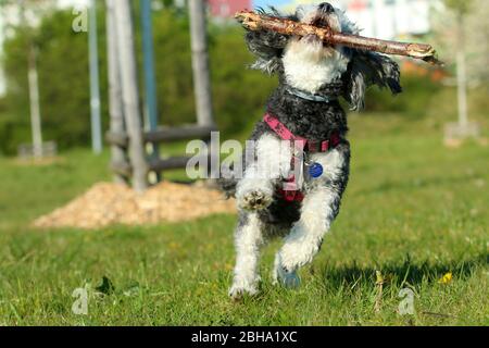 Ein Bild des glücklichen erwachsenen Mischlingshudes von Pudel und Shi Tzu, der mit einem Holzstock im Mund auf der Wiese läuft. Stockfoto