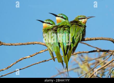 Drei Zimtkestenbienenfresser (Merops-Oreobate) Vögel, die auf Ast, Tarangire Nationalpark, Tansania Stockfoto